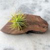 Air Plant with Wood Tray