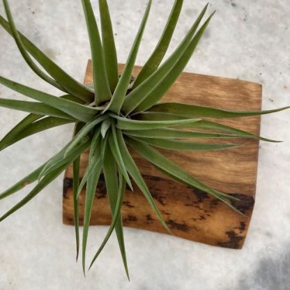 Air Plant Tray (Plant Not Included)
