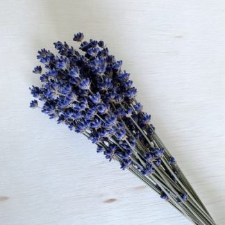 Park Place Perennials Lavender Bundle